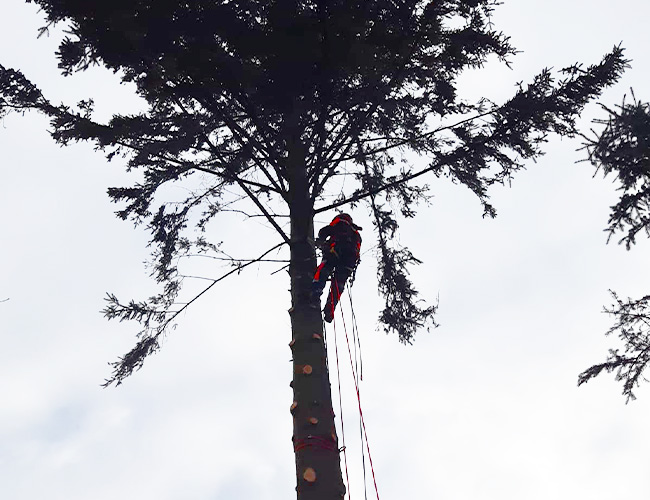 Rizikové kácení stromů - Jablonec nad Nisou