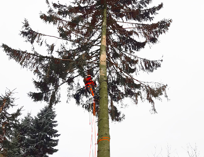 Rizikové kácení stromů - Liberec